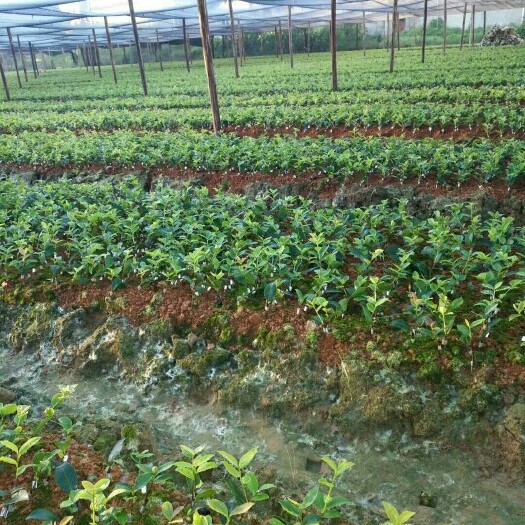 丰城市长林茶树苗 【包邮】油茶苗长林系列高产嫁接苗证件齐全，品质保证价格合理