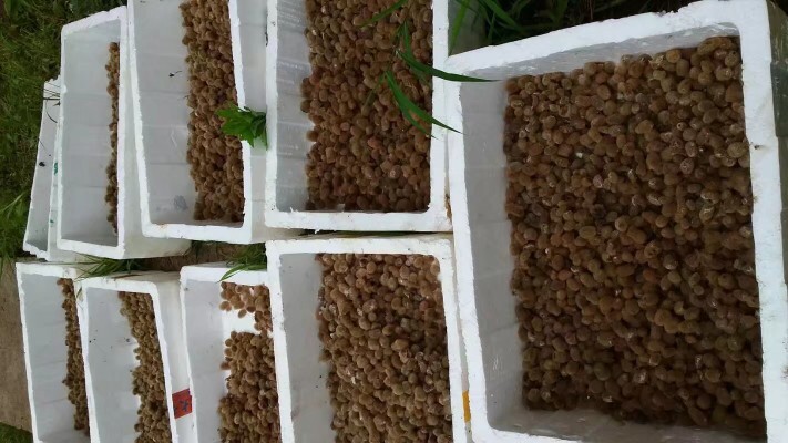 重庆市宽体金线蛭  水蛭卵茧