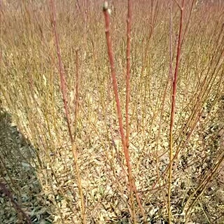 泰安金秋红蜜桃苗 1~1.5米