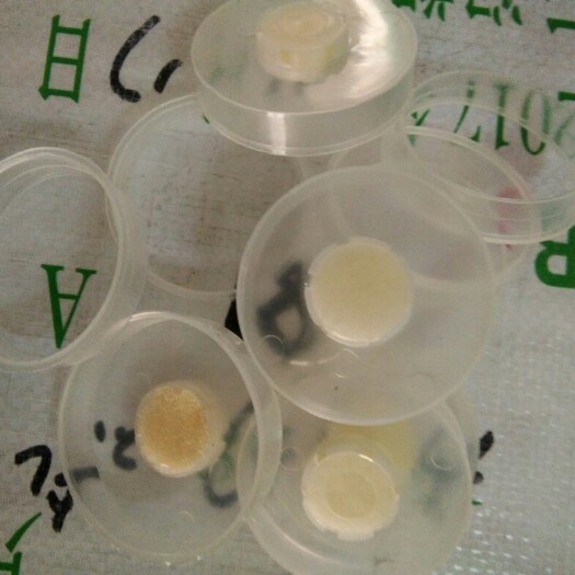 武汉出菇圈出菇环  平菇栽培出菇套环，一步到位，方便快捷，重复利用，在线交易