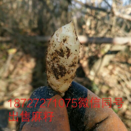 宜昌乌红天麻 产区麻农货源。