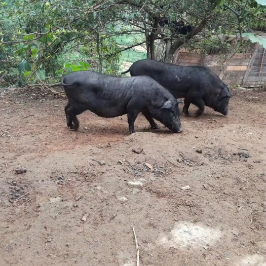 黎平县土猪 200-300斤