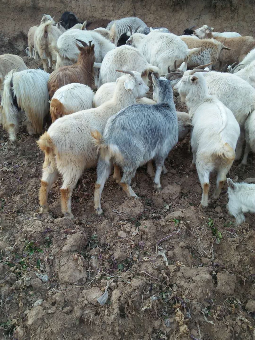 山羊 50-80斤
