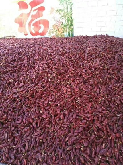 忻州北京红干辣椒  精品产地供应