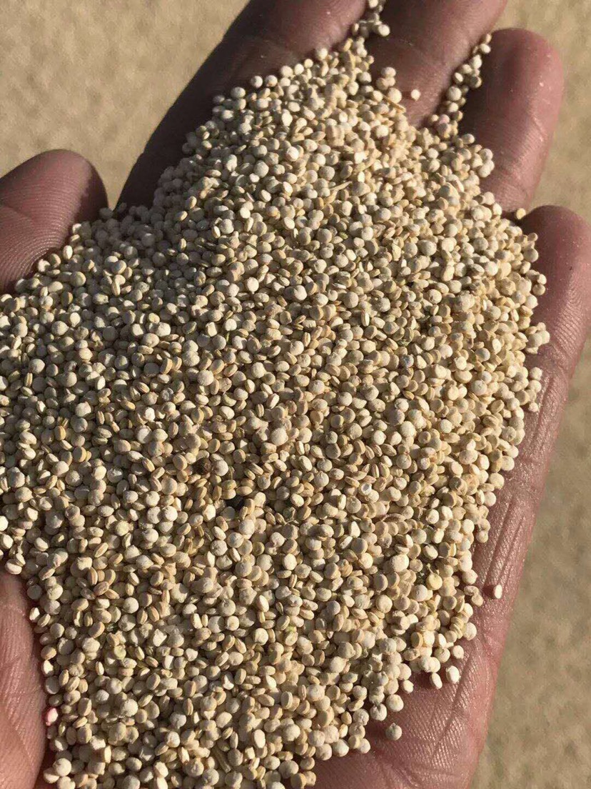 格尔木市藜麦种子  青海新品种生长期90-120天