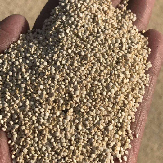 格尔木市藜麦种子  青海新品种生长期90-120天