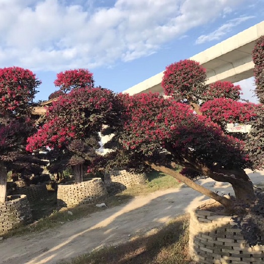 佛山双面红 斜飘造型独特风格