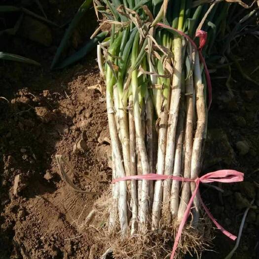 新野县铁杆大葱  新野县樊集乡长年种植大葱，质优价廉，长短粗细都有