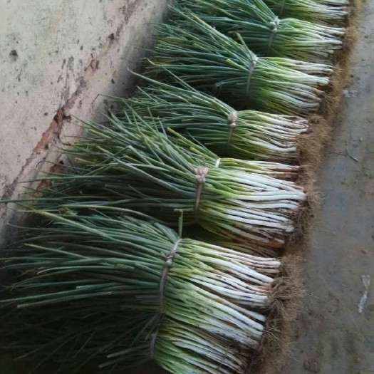 确山县分葱大葱 2cm左右 30~40cm 净葱 