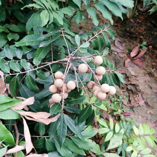 凭祥市四季蜜龙眼苗  供应，四季龙眼苗