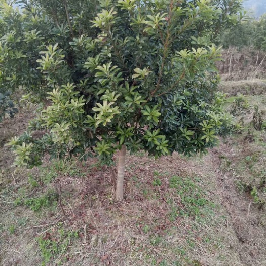 靖州县荸荠杨梅种苗 