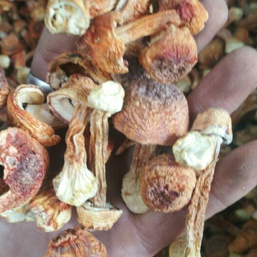 广州姫松茸 ​姬松茸 5cm左右 一级
