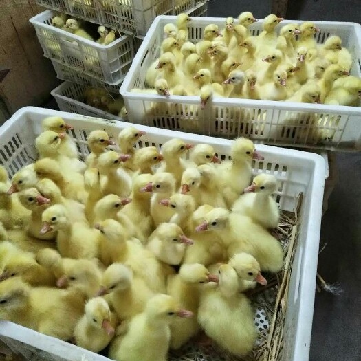 沭阳县白鹅苗