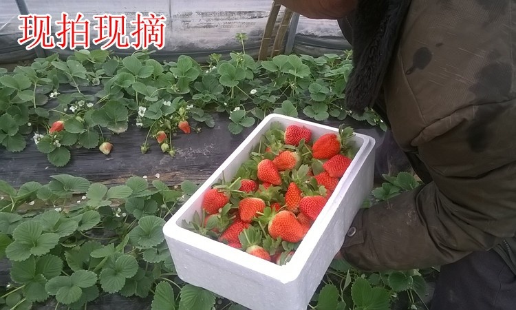 中牟县美国甜查理草莓 30克以上