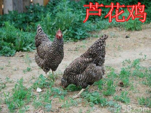 广汉市芦花鸡苗  快大型黑羽芦花鸡