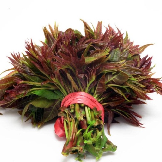 泰安红香椿芽 35cm 