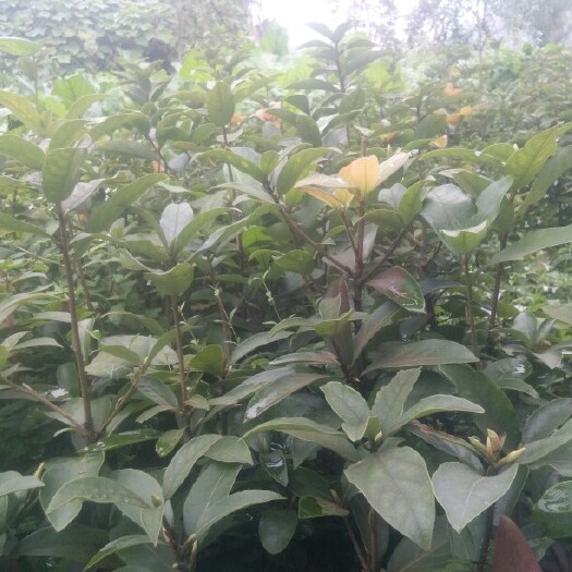 雅安老鹰茶种子