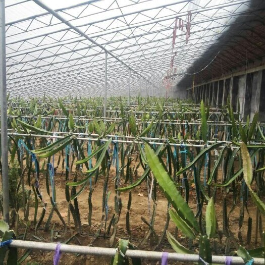 泰安大红火龙果苗