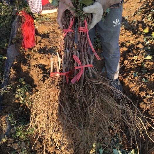 昌黎县维多利亚葡萄苗 保证纯度 保证质量  基地直销 假一赔十