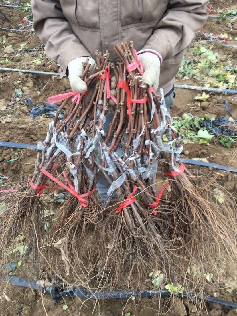 克伦生葡萄苗  保证纯度 保证质量  基地直销 可实地考察 假一赔十