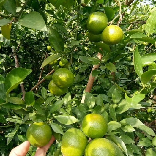 灵山县红心橙苗 红江橙
