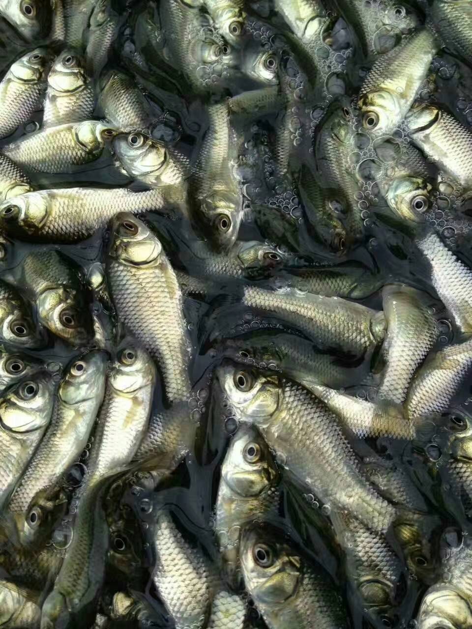  鲫鱼苗