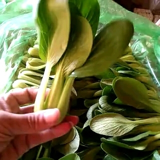 曹县上海青 8 ~10公分