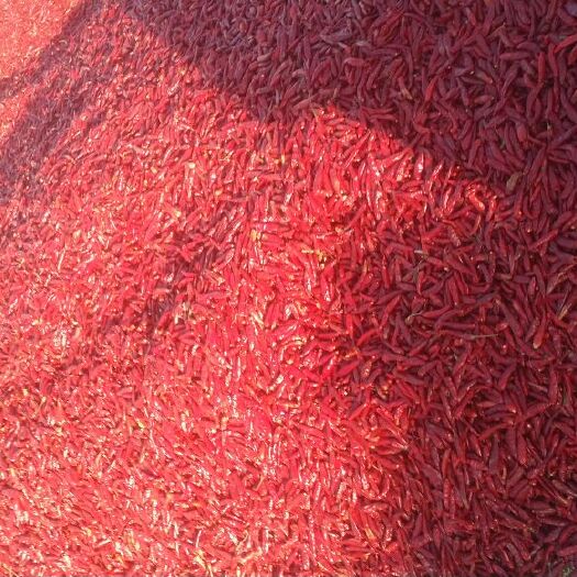 保定新一代辣椒 2~5cm 红色 特辣