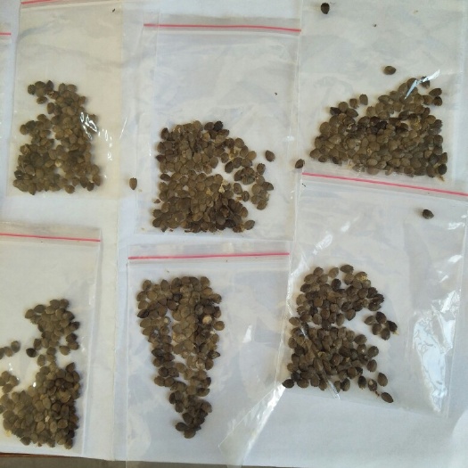 容县百香果种子