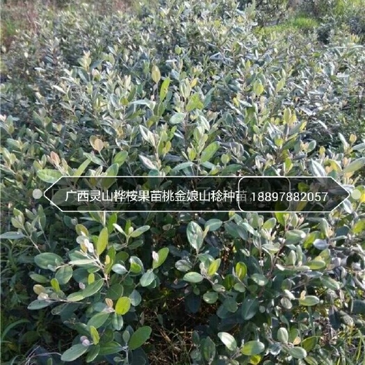 灵山县桃金娘苗 0.5~1米苗场自产自销广西发货