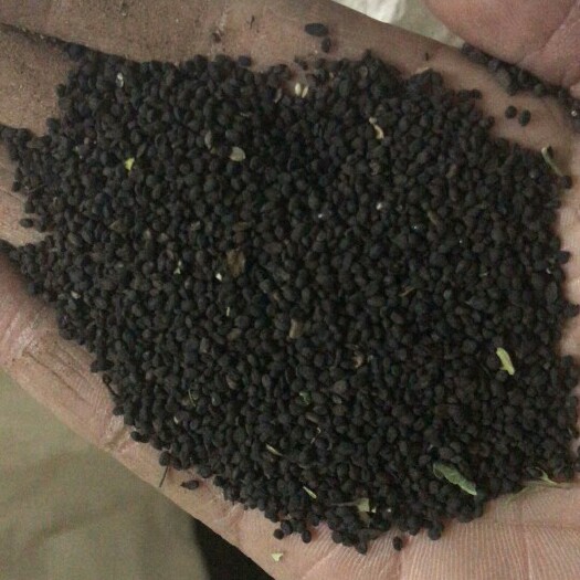 沭阳县黄芩种子