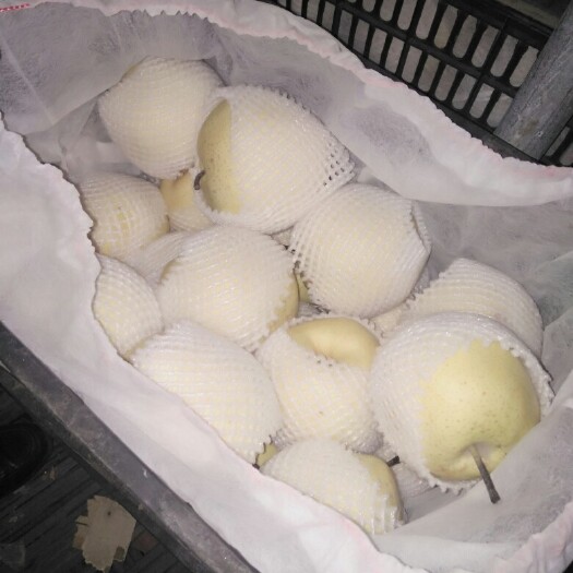 赵县雪梨 80mm以上 450-500g