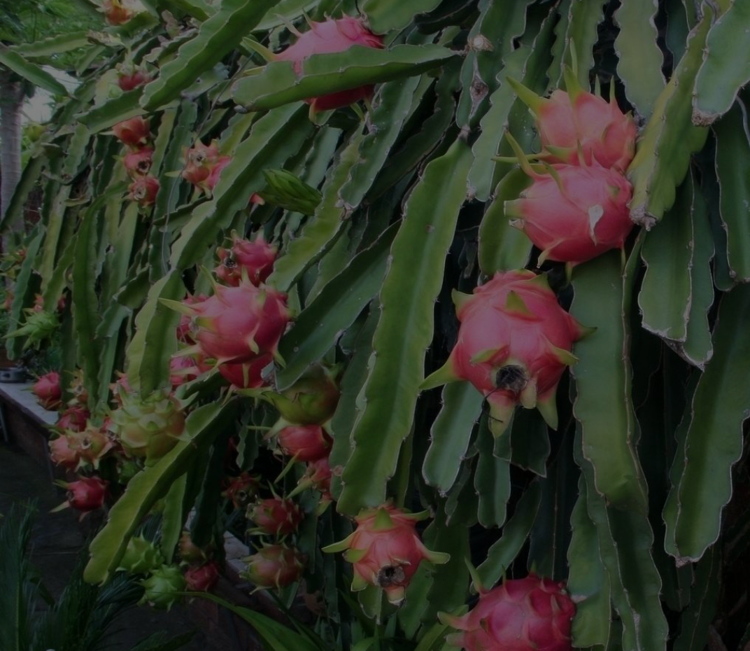 红心火龙果苗 当年挂花柱黄白色，浆果红色，长球形，果脐