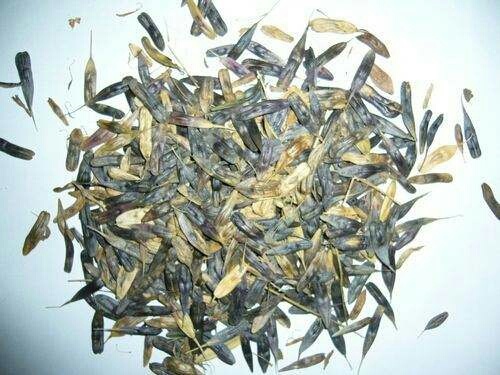 板蓝根种子