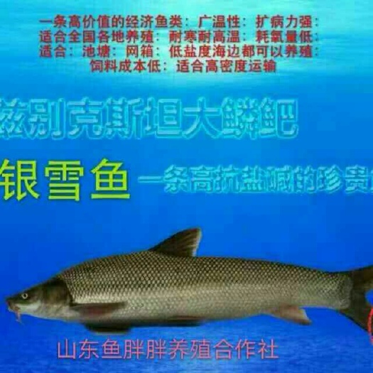 广州【产地直销】大鳞鲃（银鳕鱼）免费提供养殖技术