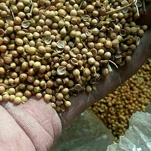 万荣县香菜籽