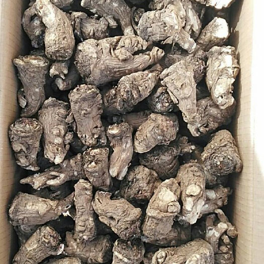 岷当归 新货看上的老板及时联系
