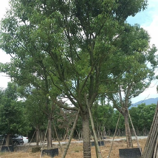 漳浦县全冠假植香樟，小叶香樟基地