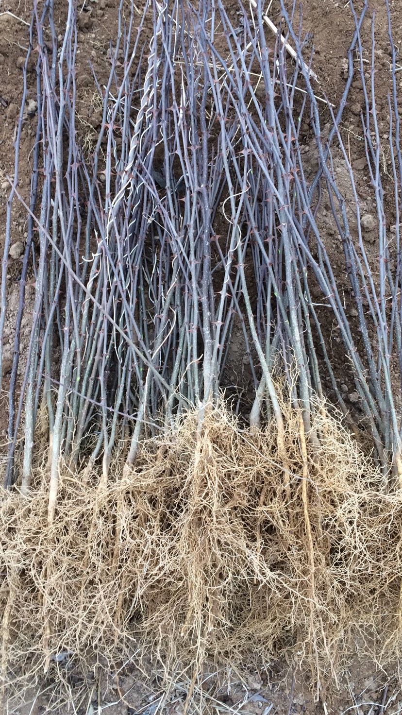 大紅袍花椒苗  當年，2年花椒苗種植免費提供技術