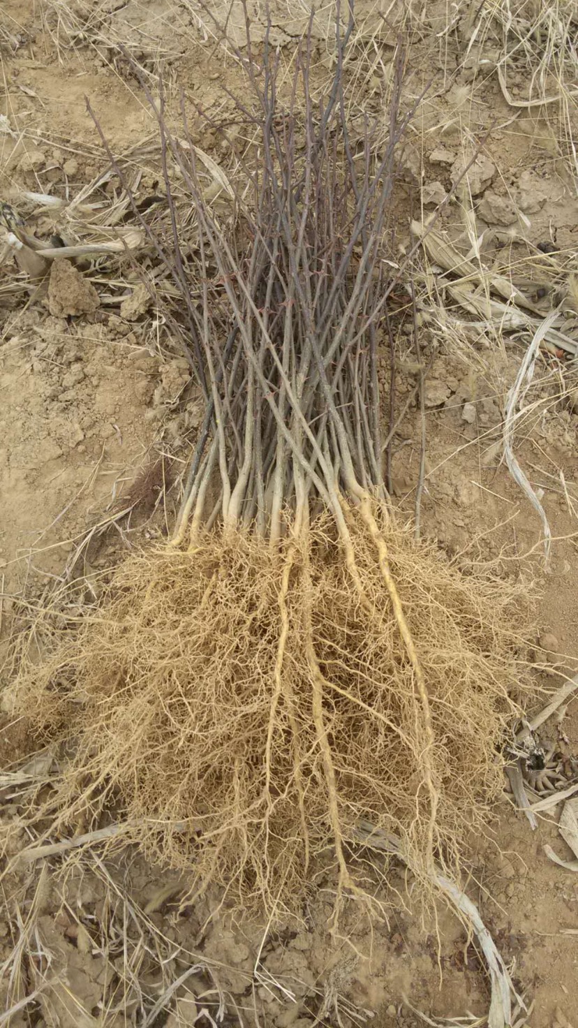 大紅袍花椒苗  當年，2年花椒苗種植免費提供技術