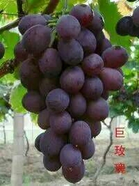 昌邑市巨玫瑰葡萄苗