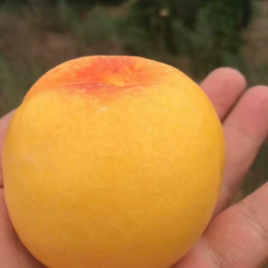 鄱阳县芒果桃苗 芒果桃种苗 新品种桃苗
