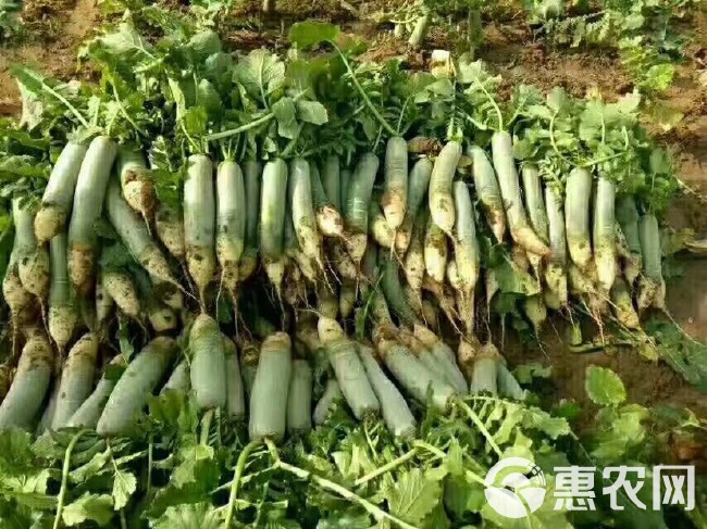 潍县青萝卜 1~1.5斤 