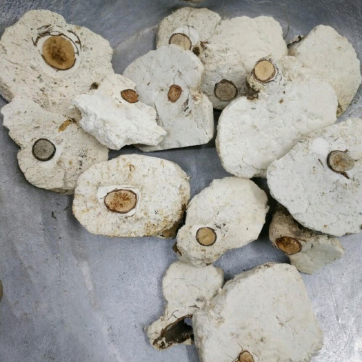 亳州茯神