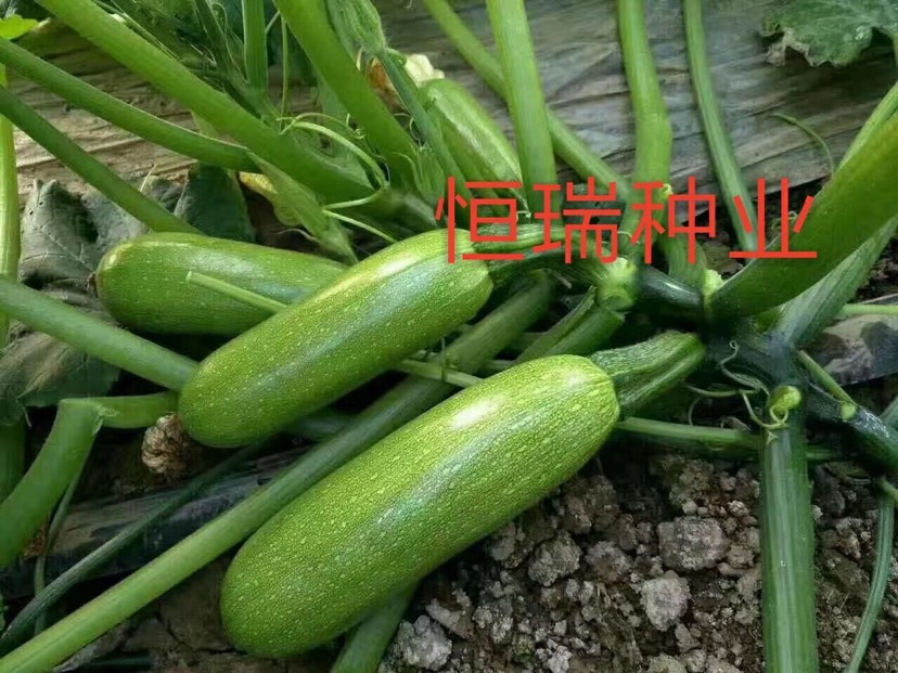 青州市西葫芦种子 