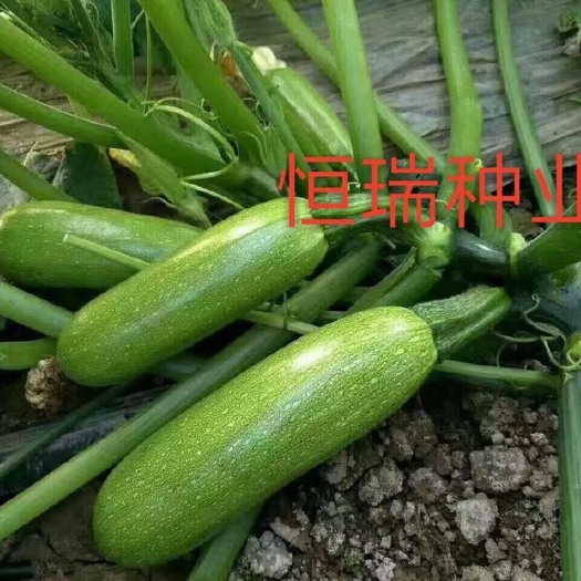 青州市西葫芦种子 