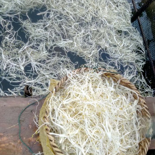 庐江县芹芽 40cm以下 露天种植 0.5斤以下 ，可大量批发