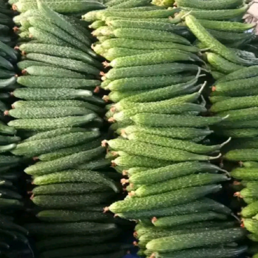 德瑞特721黄瓜 25~30cm 干花带刺