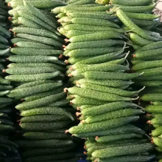 兰陵县德瑞特721黄瓜 25~30cm 干花带刺