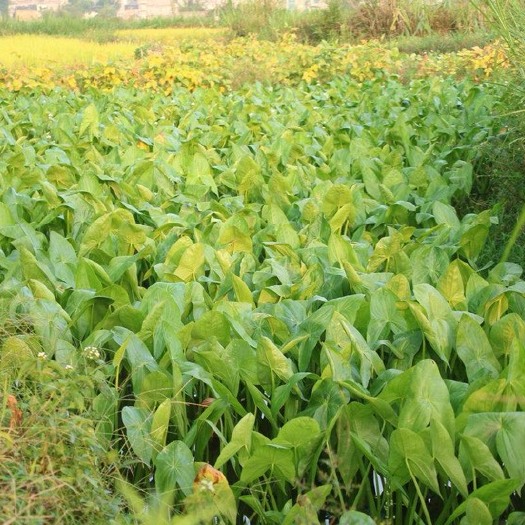 平湖市白肉慈菇 